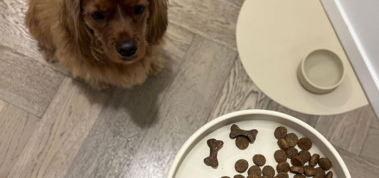 Dog with Dine and Dash Sand