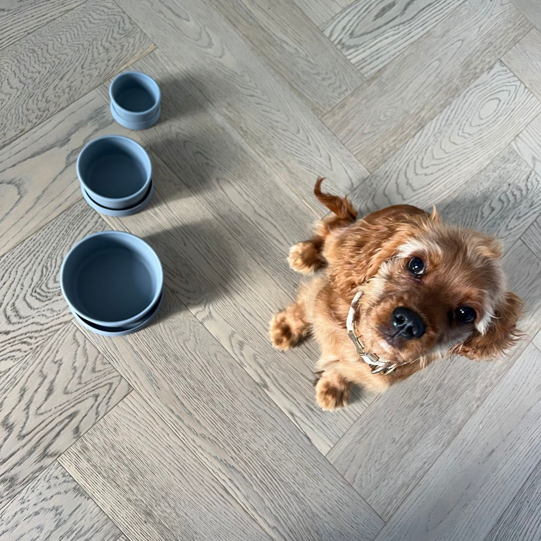 Premium dog food storage containers and personalized travel cooler bag, airtight, leak-proof, and stylish for home or travel.