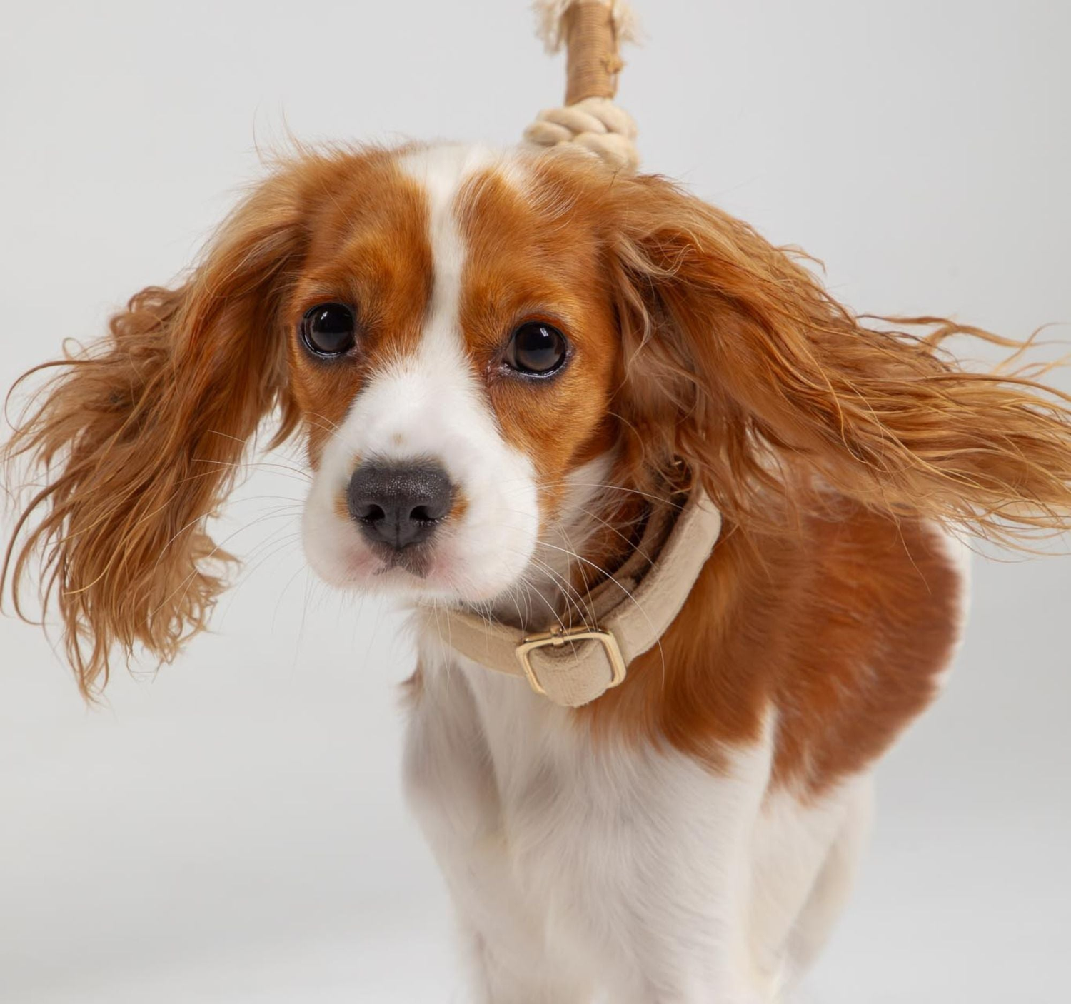 Premium dog walking accessories, toys, and special occasion gear including velvet collars and cotton leads for weddings, walks, and play.