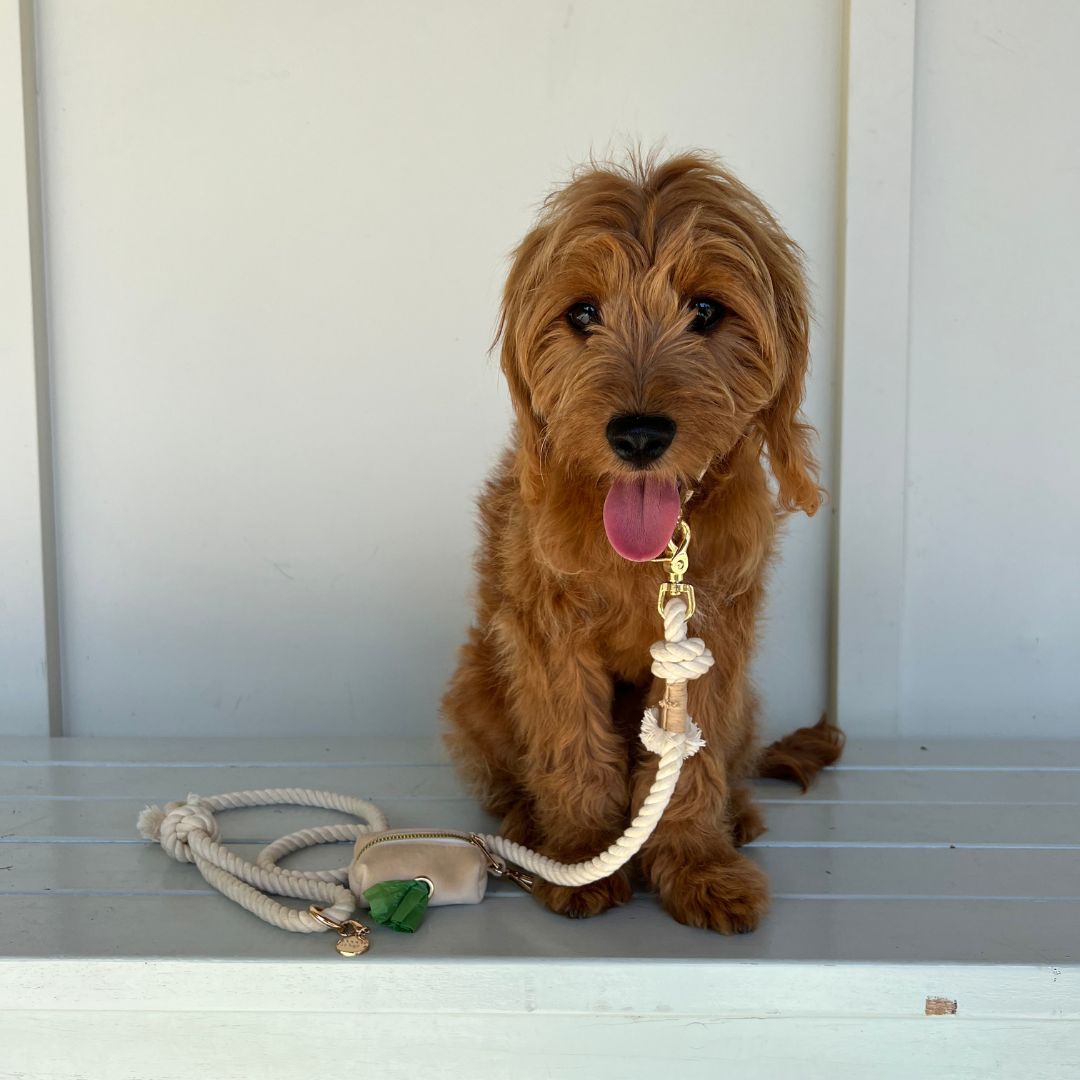 Walking Bundle with Collar