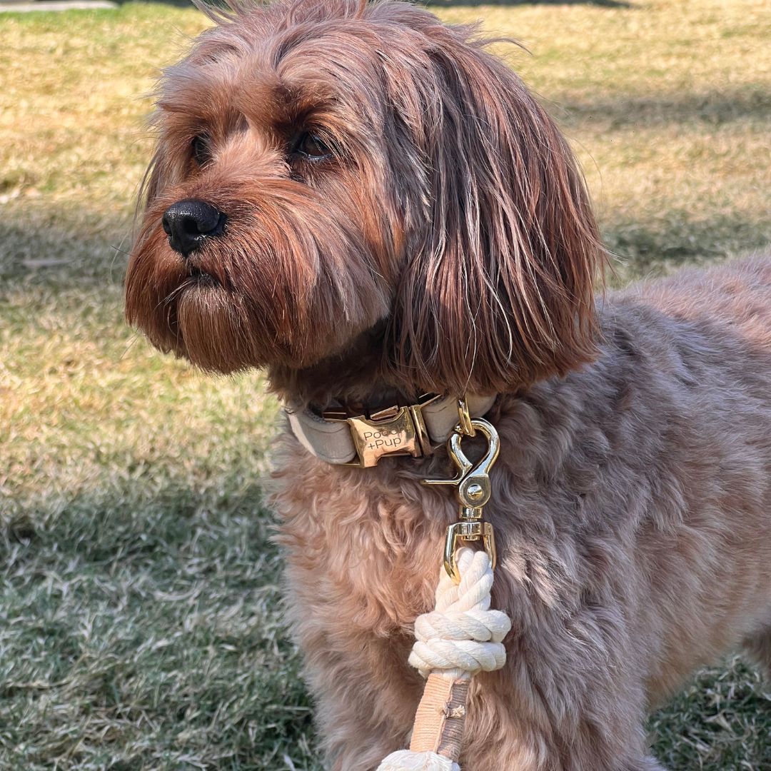 Soft Beige Collar