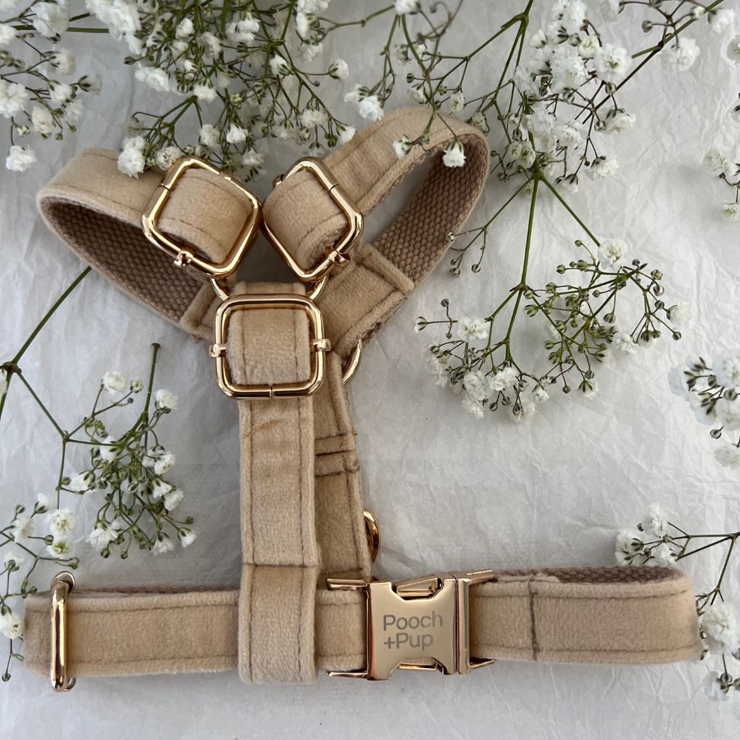 Wedding Bundle with Harness