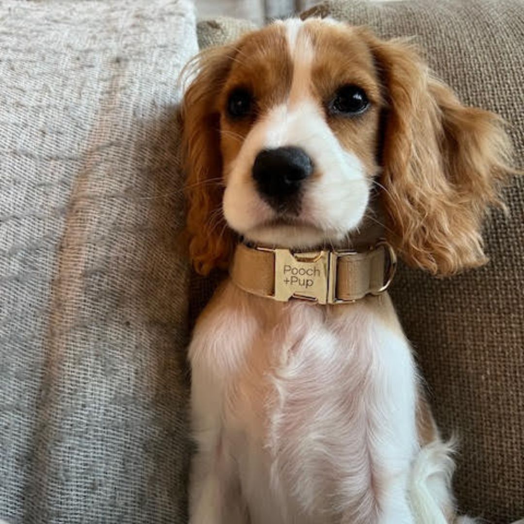 Soft Beige Collar