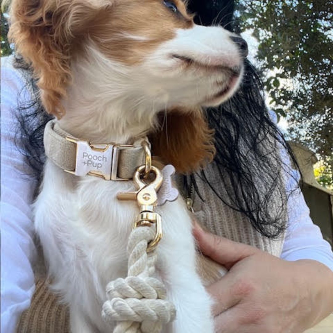 Soft Beige Collar