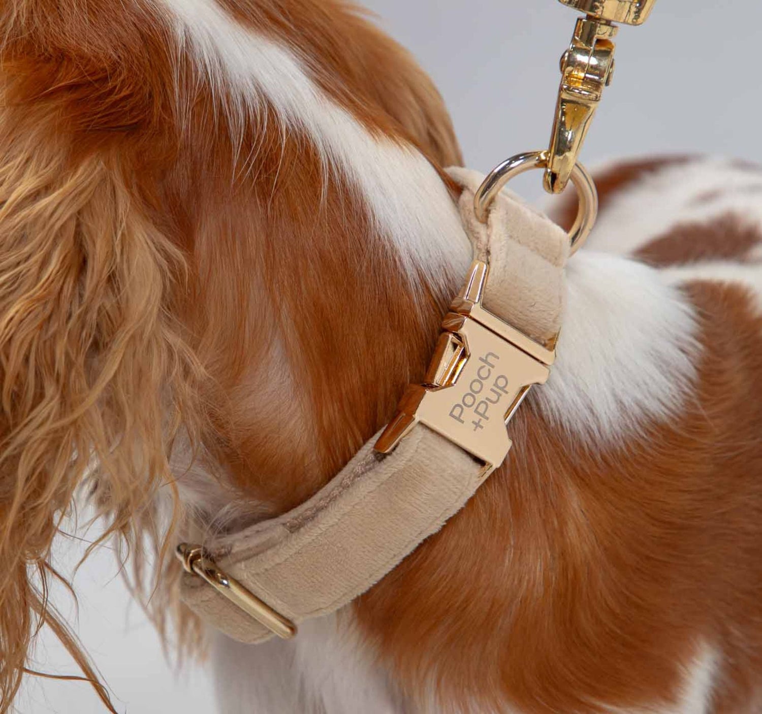 Premium dog walking accessories, toys, and wedding-ready velvet collars with cotton leads for stylish walks, play, and special occasions.
