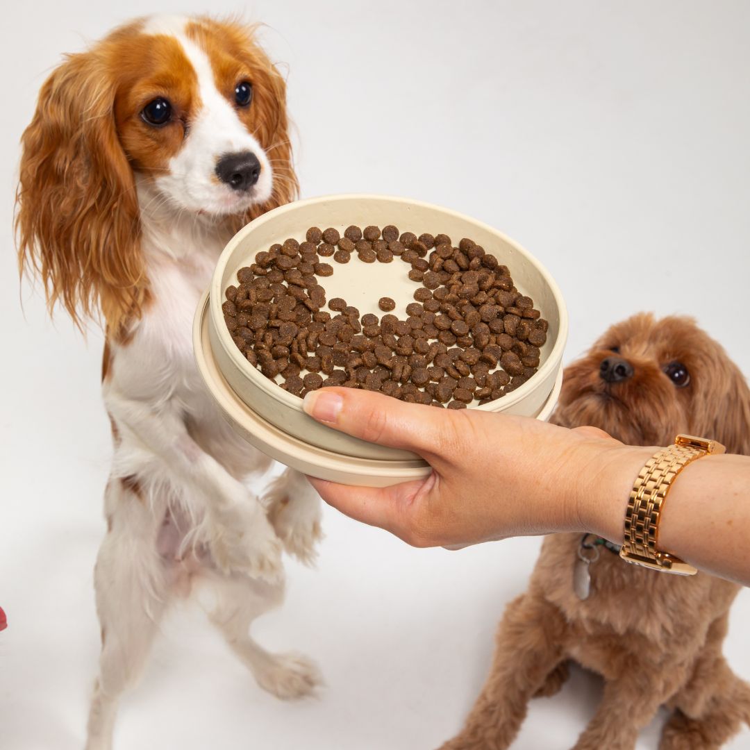 Premium silicone dog bowls with lids, feeding mats, and lunch boxes for mess-free meals at home or on the go.
