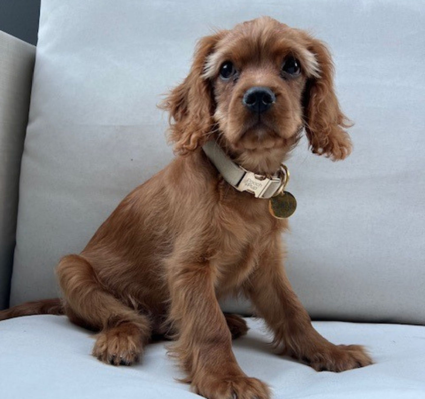 Cute dog wearing beige and gold collar