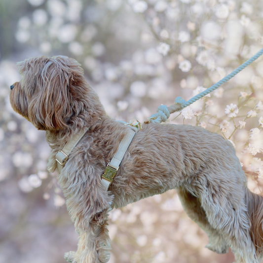 Wedding Bundle with Harness