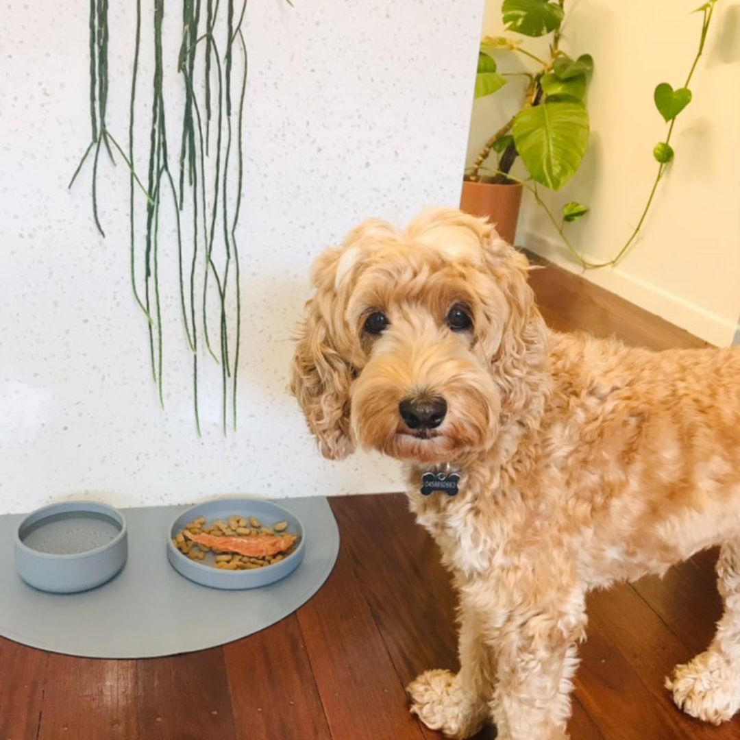 Dog standing with blue dog bowls and a dog food mat waiting to eat his dog food.