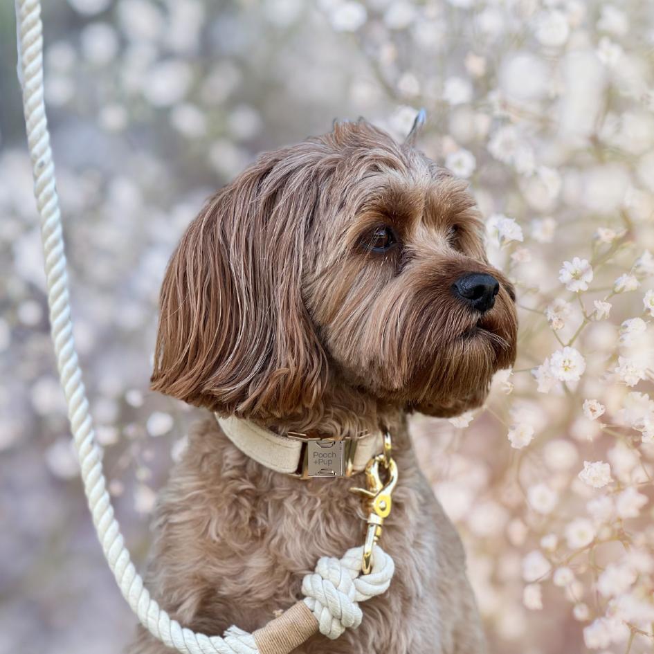 Wedding Bundle with Collar