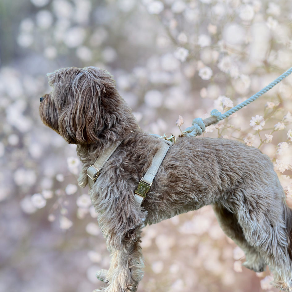 Wedding Bundle with Harness