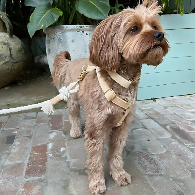 Walking Bundle with Harness