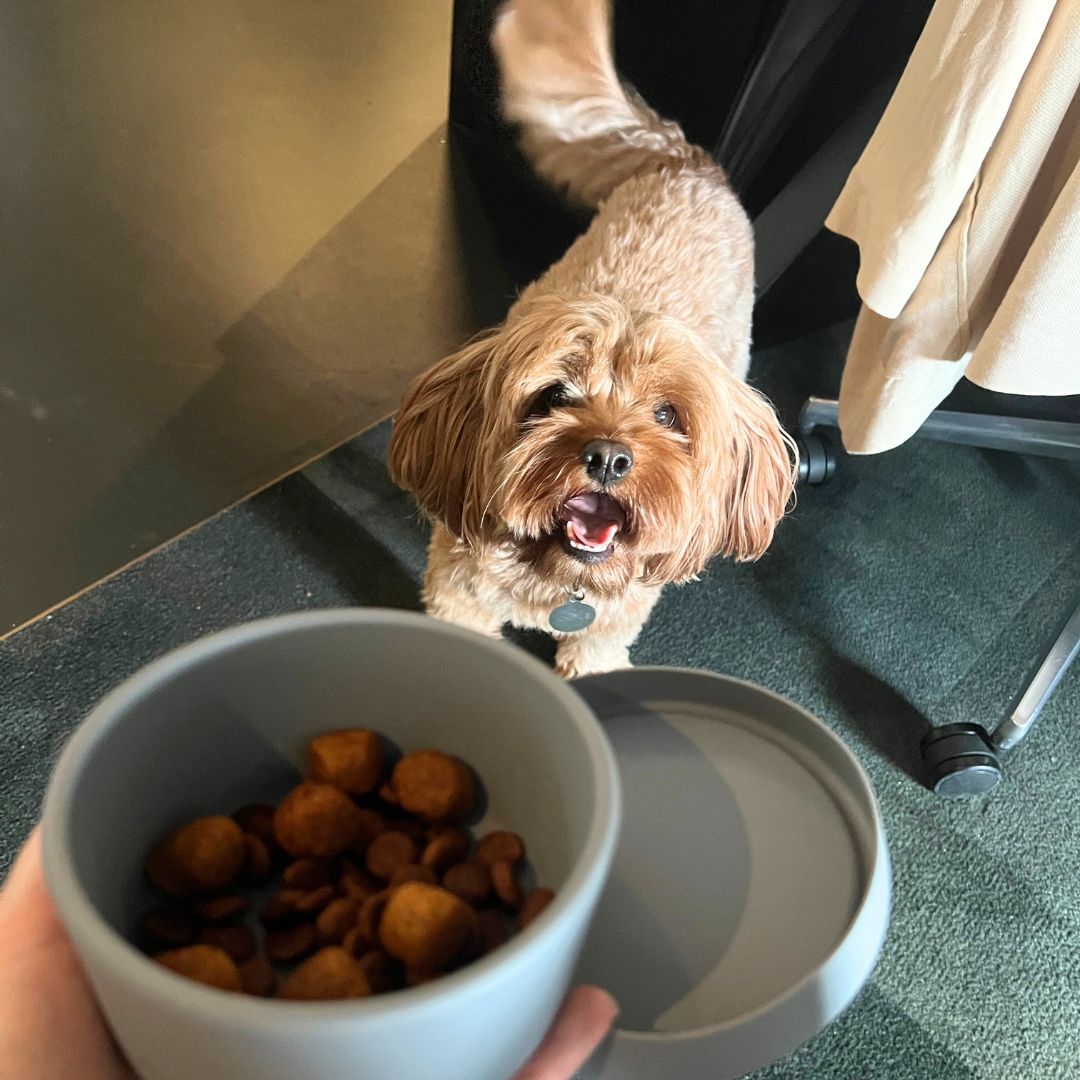 Dog in the office with treats in a blue dog food storage container.