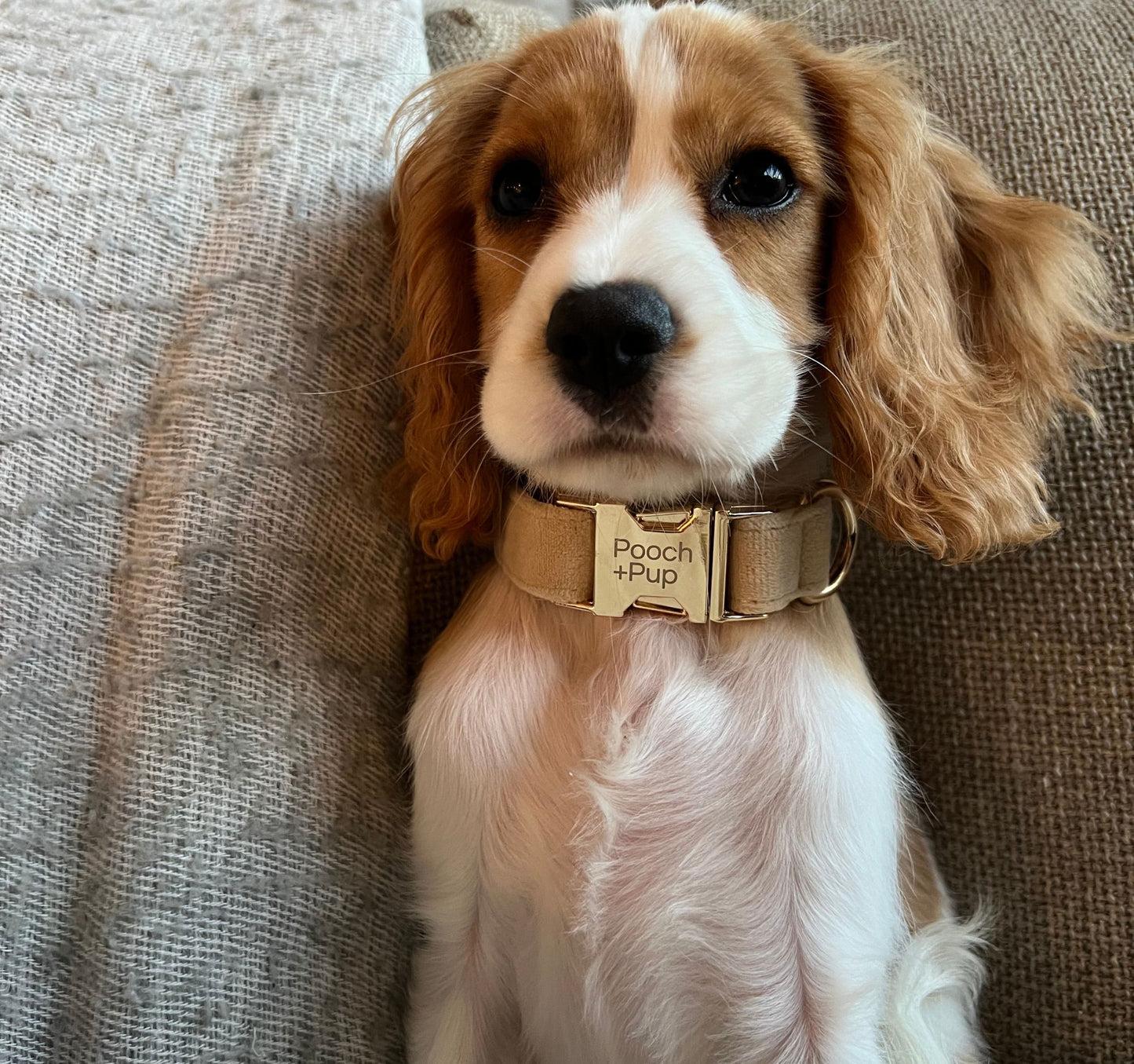 Dog wearing a small velvet beige dog collar.