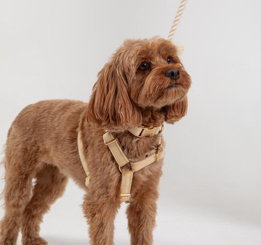 Dog wearing a medium velvet beige dog collar & harness.