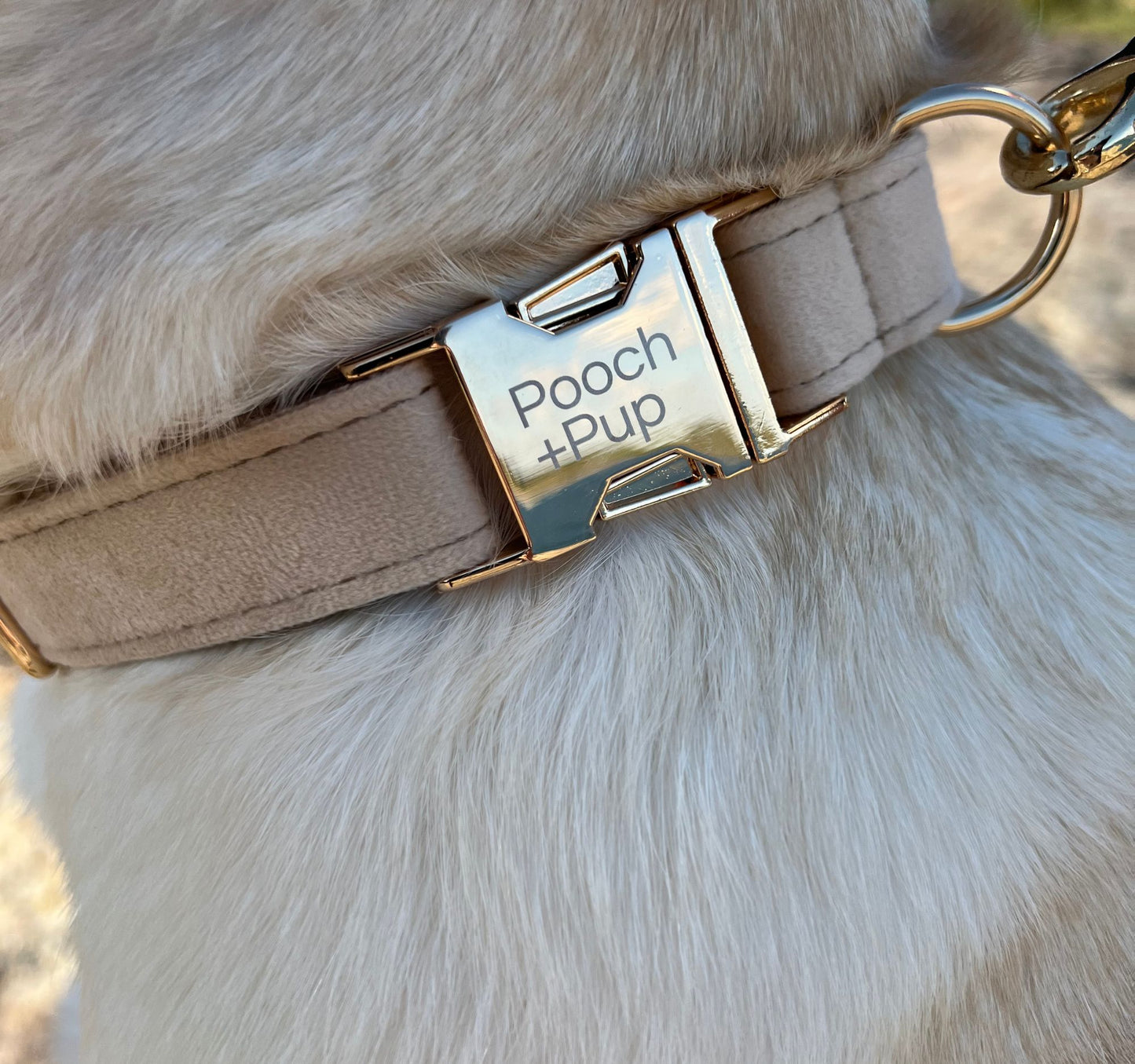 Dog wearing a medium velvet beige dog collar.