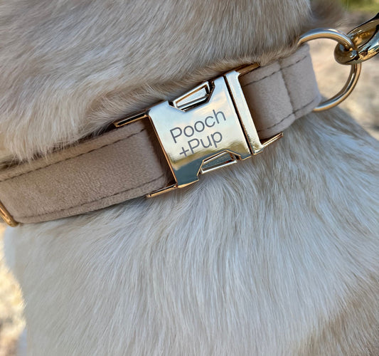 Dog wearing a medium velvet beige dog collar.