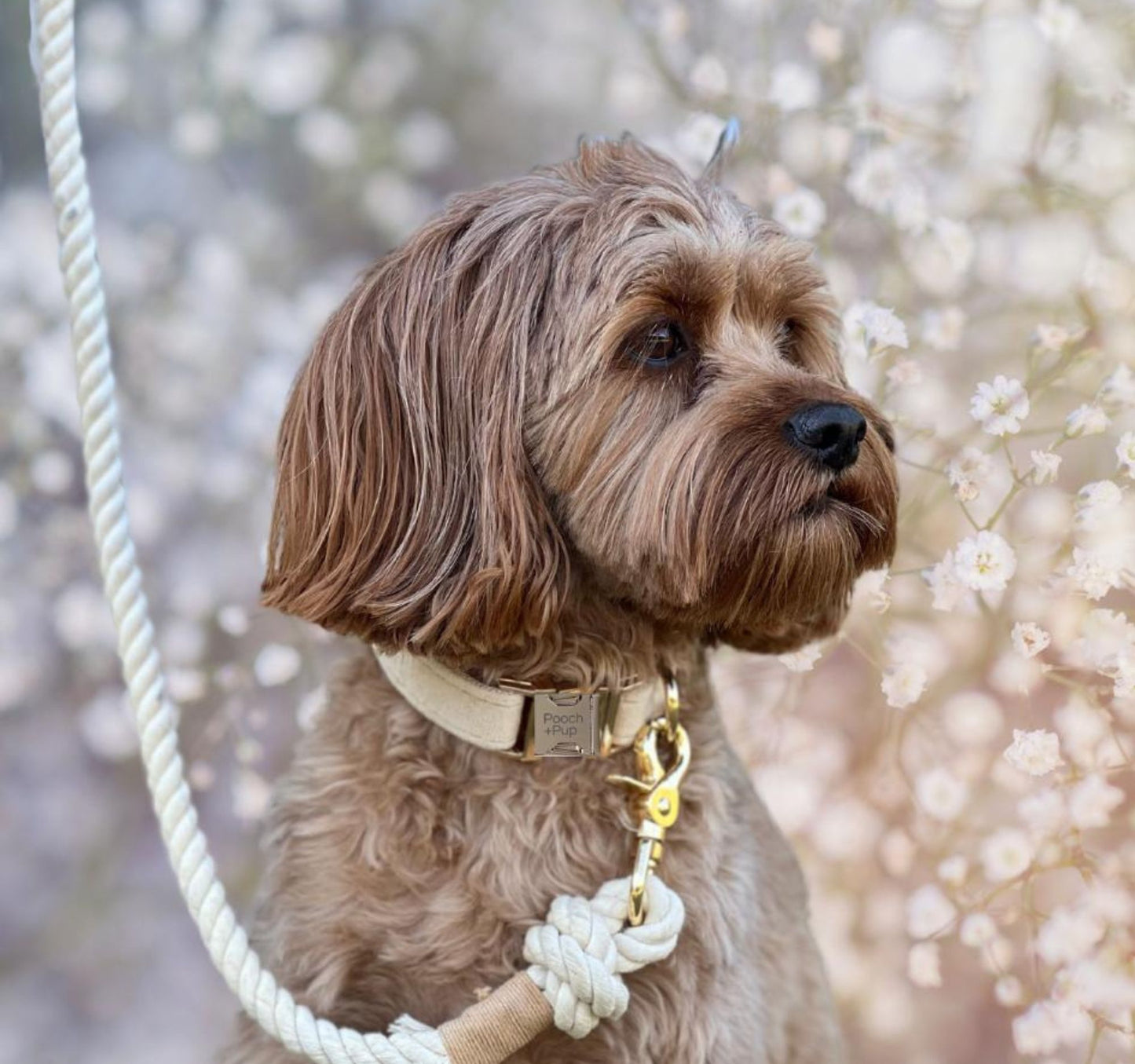 Dog wearing wedding collar and lead