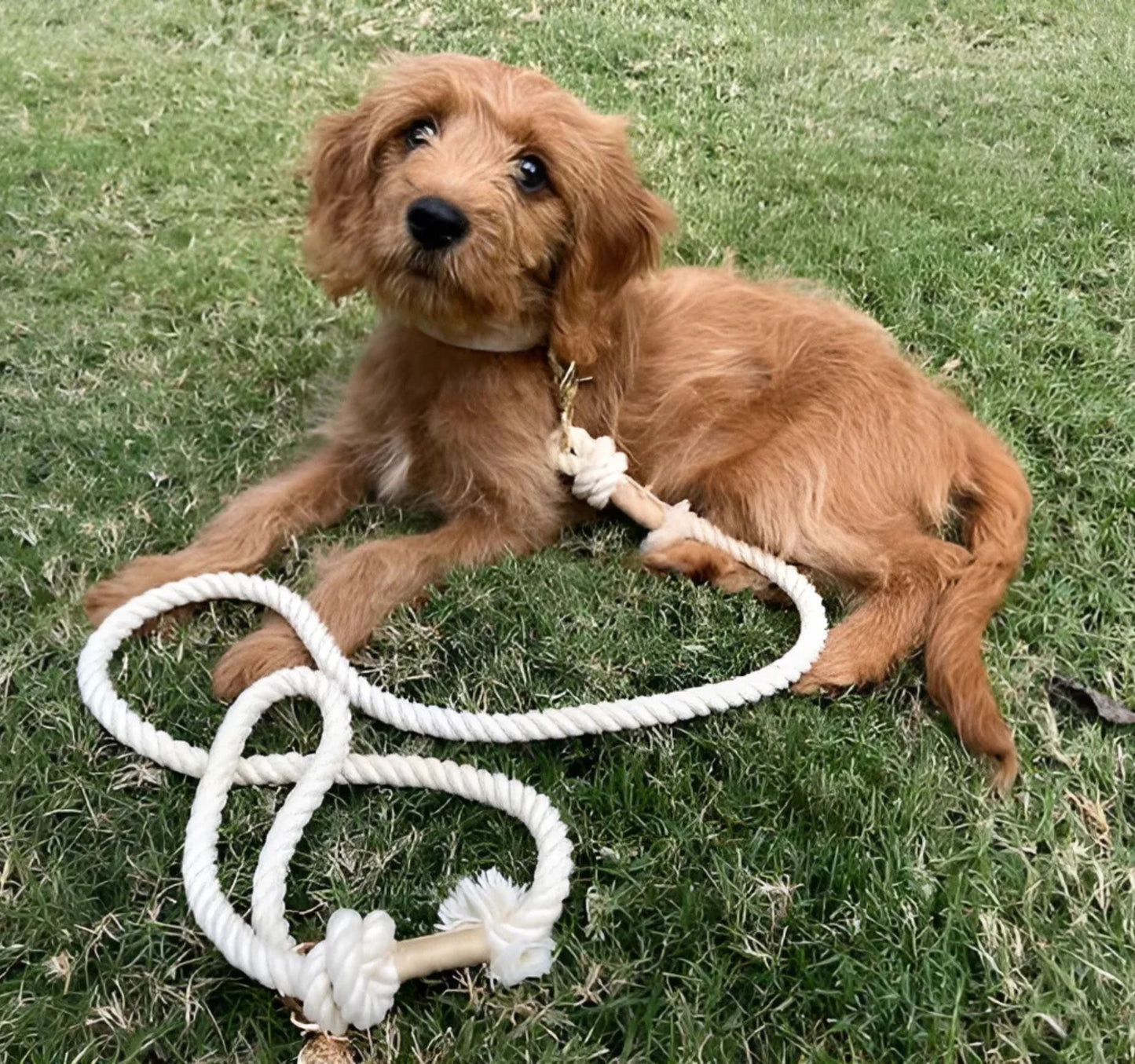 Dog wearing white cotton leash.