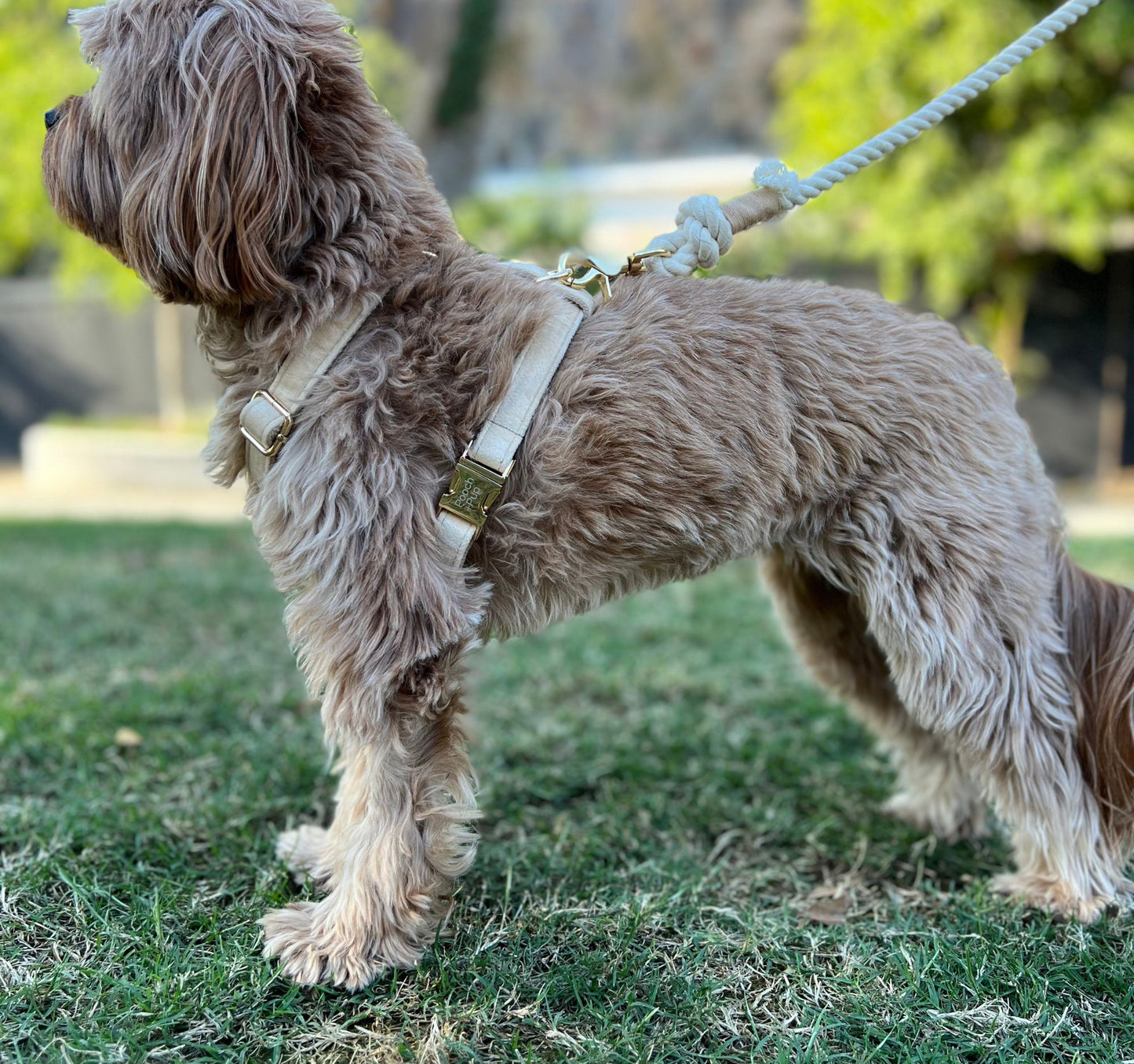 Dog wear beige velvet harness