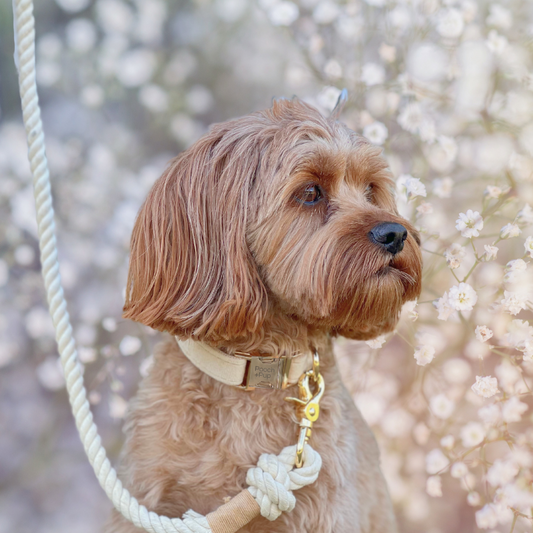 Wedding Bundle with Collar