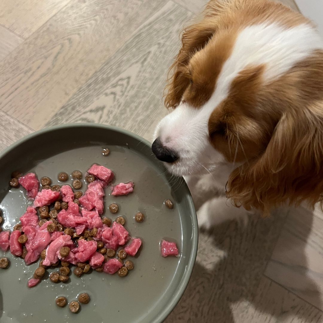 King Charles Cavalier is looking into his green silicone dog bowl at his food.