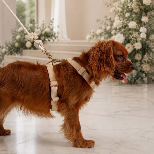 The Wedding Harness Setup