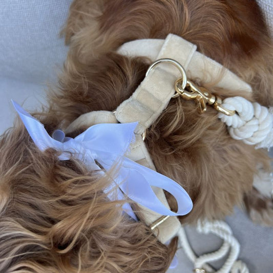 Wedding Signs for Dogs