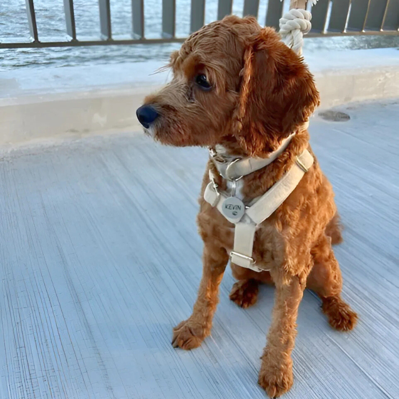 Walking Bundle with Harness