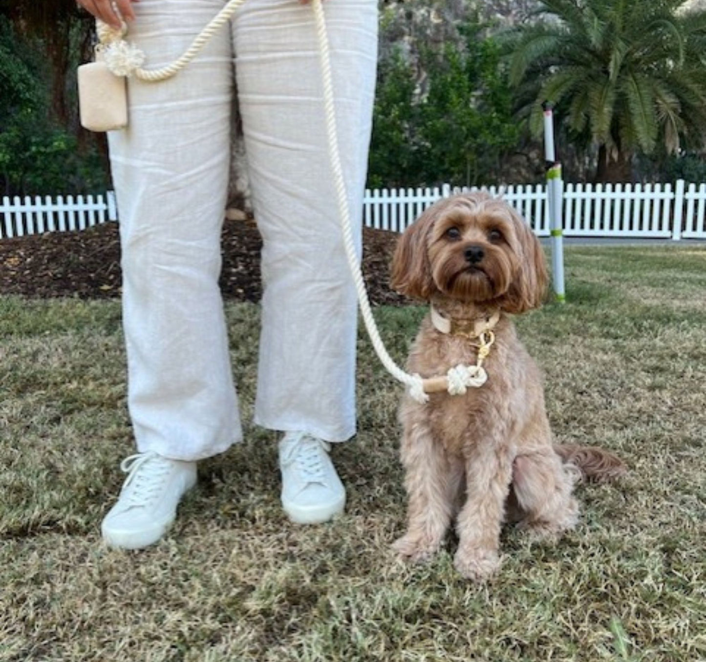 Dog wearing a white rope lead.