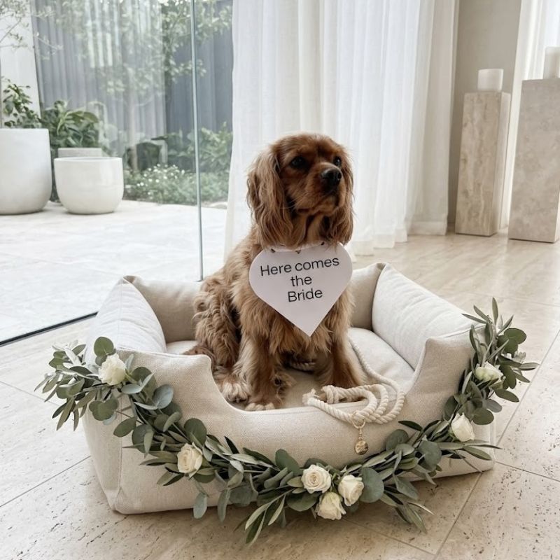 Dog wearing Wedding Collar Bundle in a wedding setting