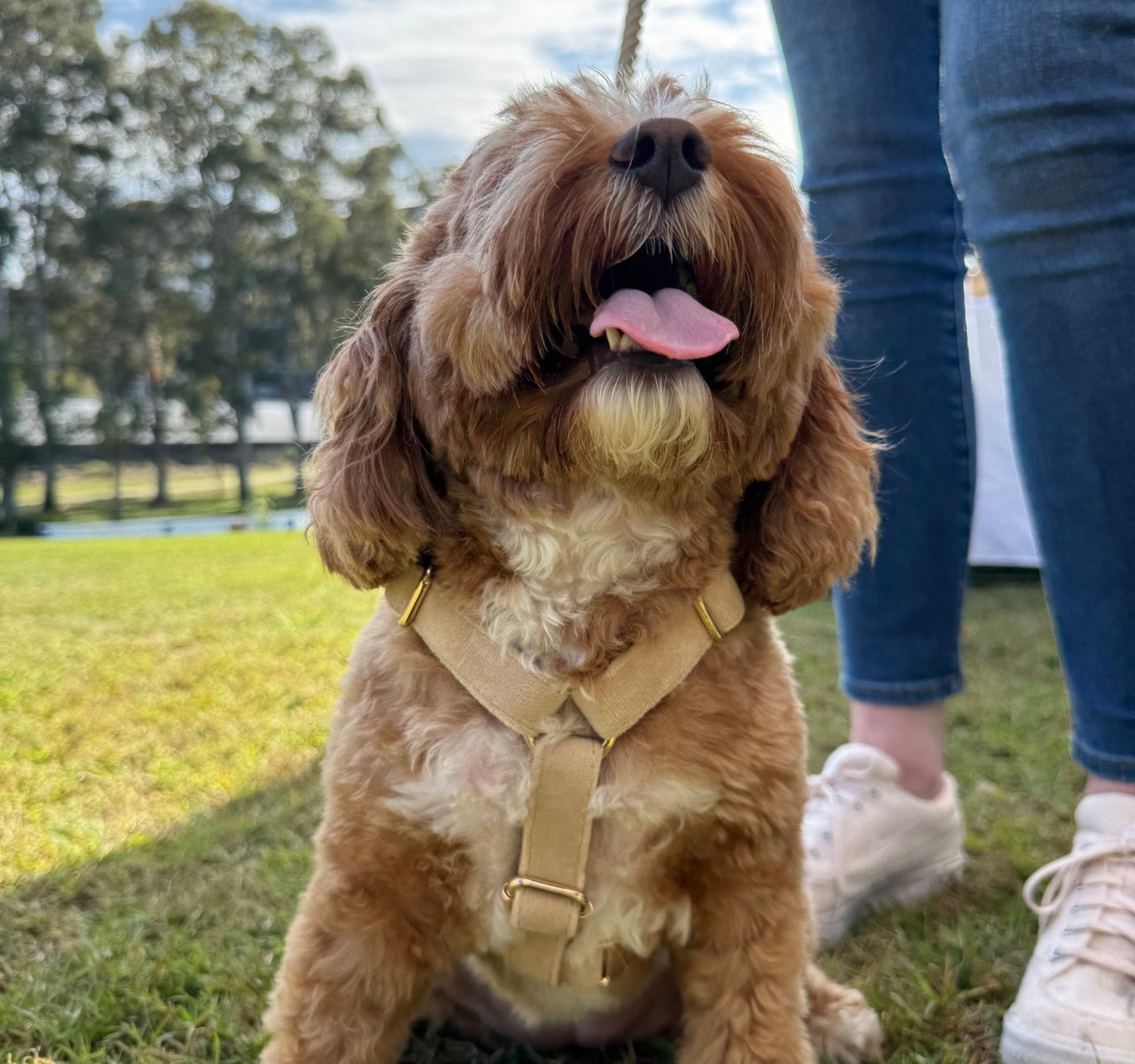 Beige velvet dog harness