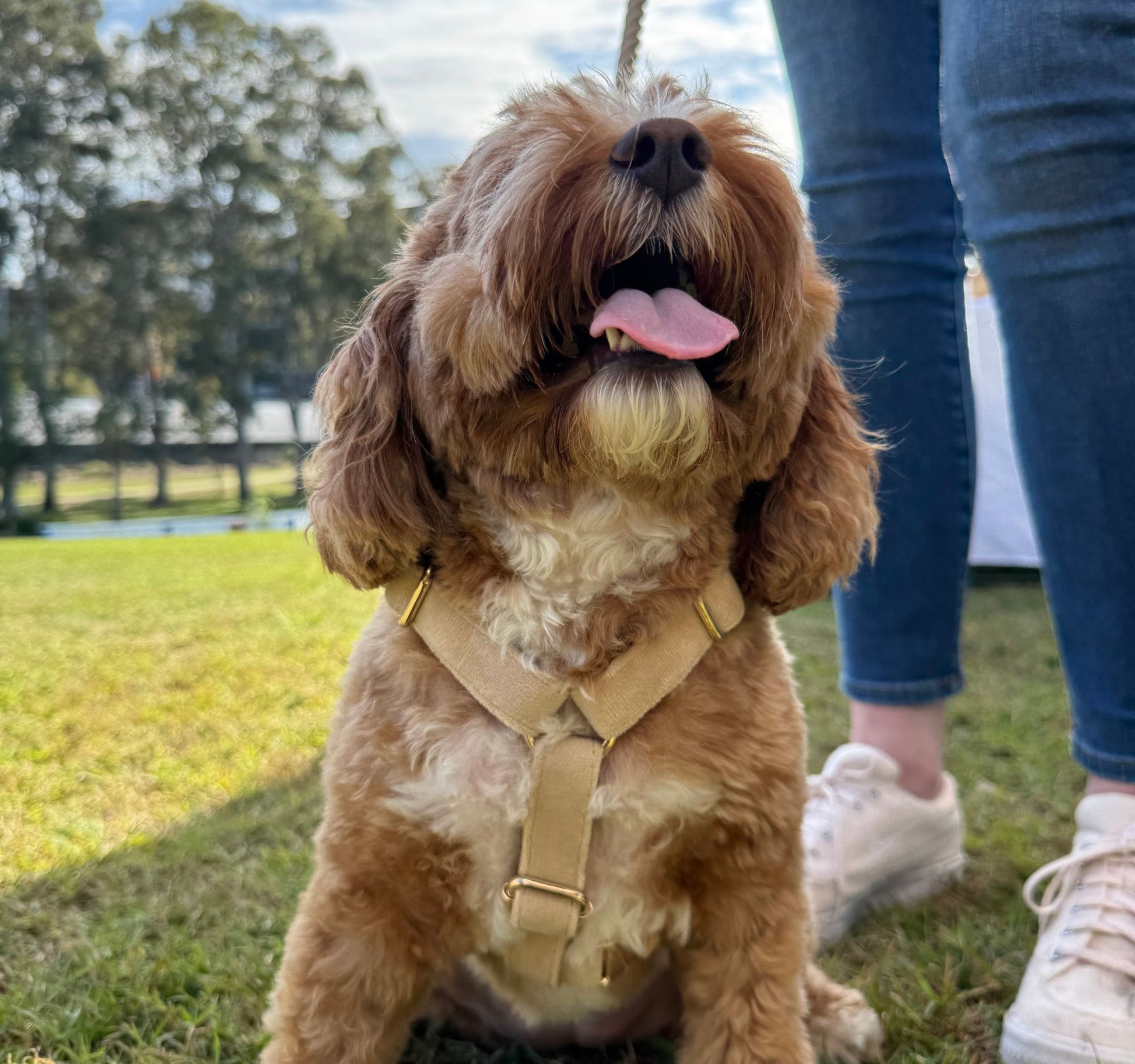 Beige velvet dog harness