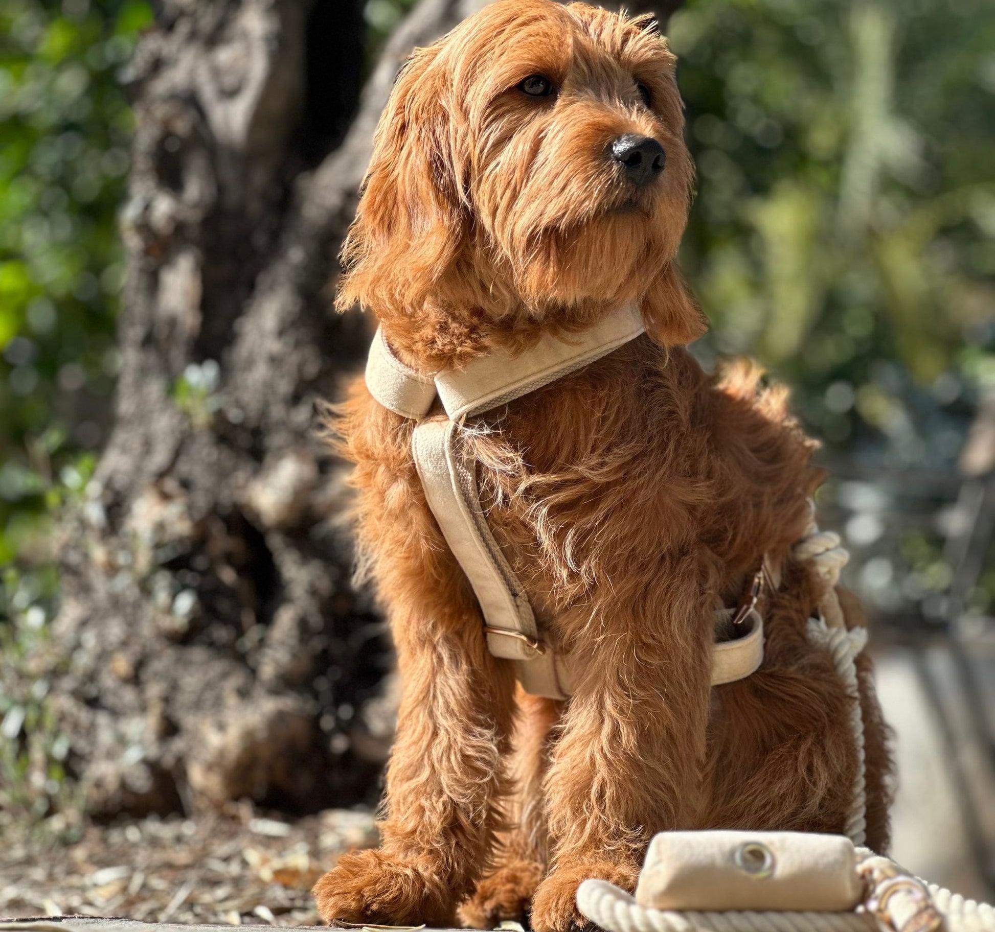Dog wearing Y-front beige dog harness